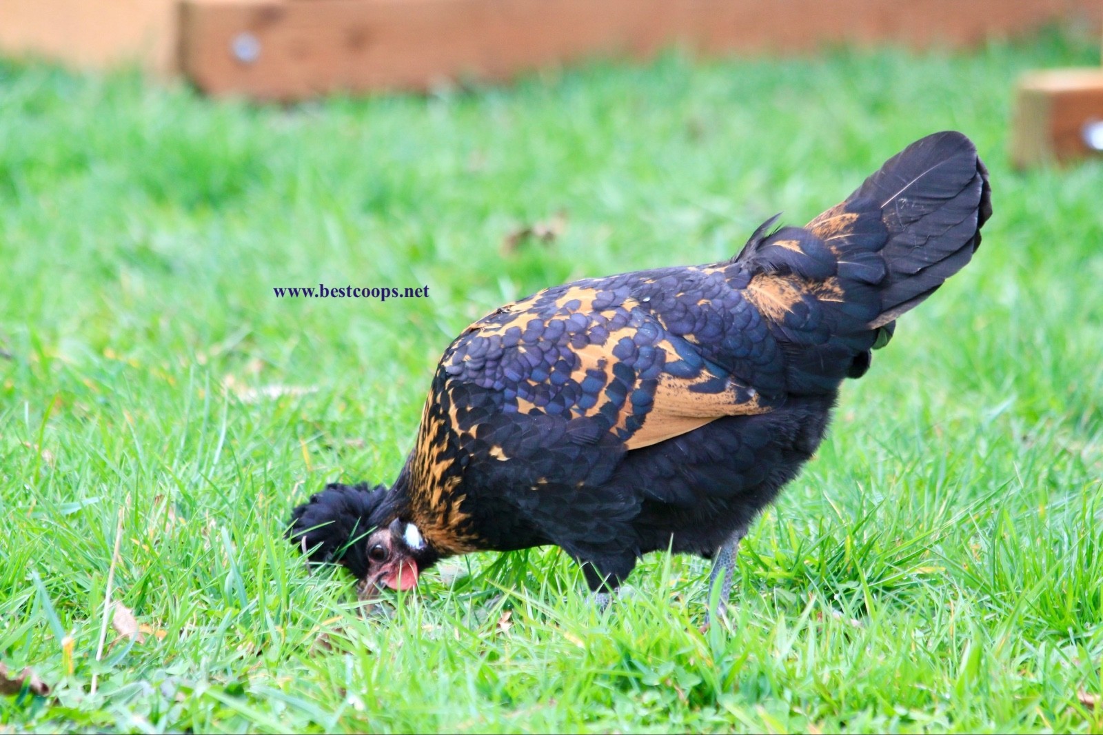 10+ Gold Appenzeller Chicken Hatching Eggs