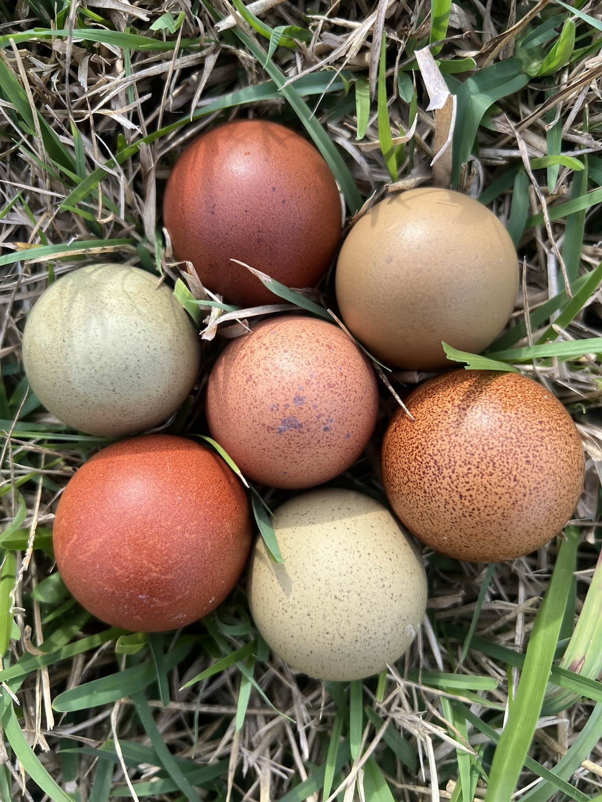 🐣✨ 12 Rainbow chicken hatching eggs| Healthy Flock – NOT Barnyard Mix🐣✨
