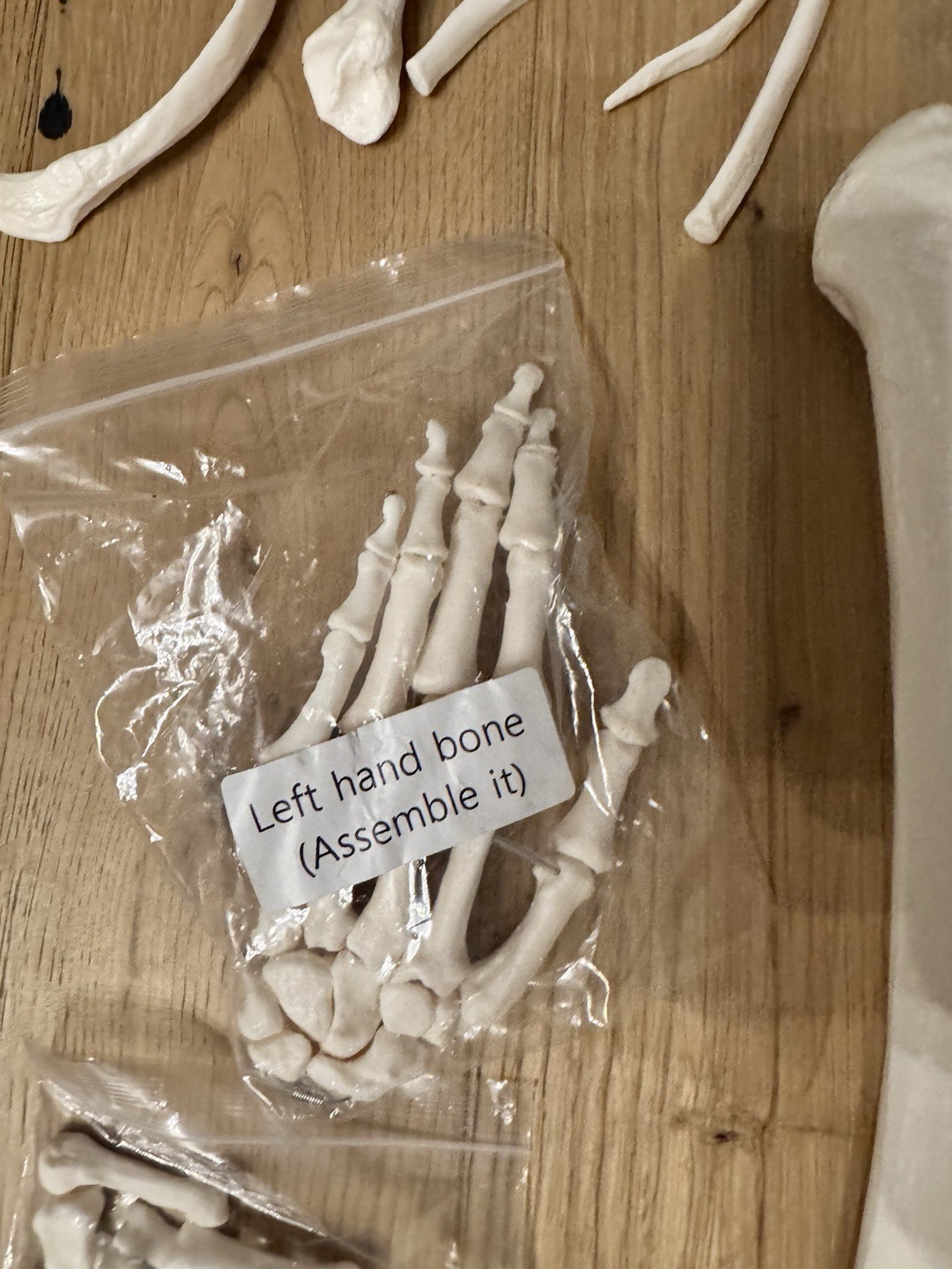 Life Size Human Anatomical Skeleton Bone Set Medical Teaching Model No Skull