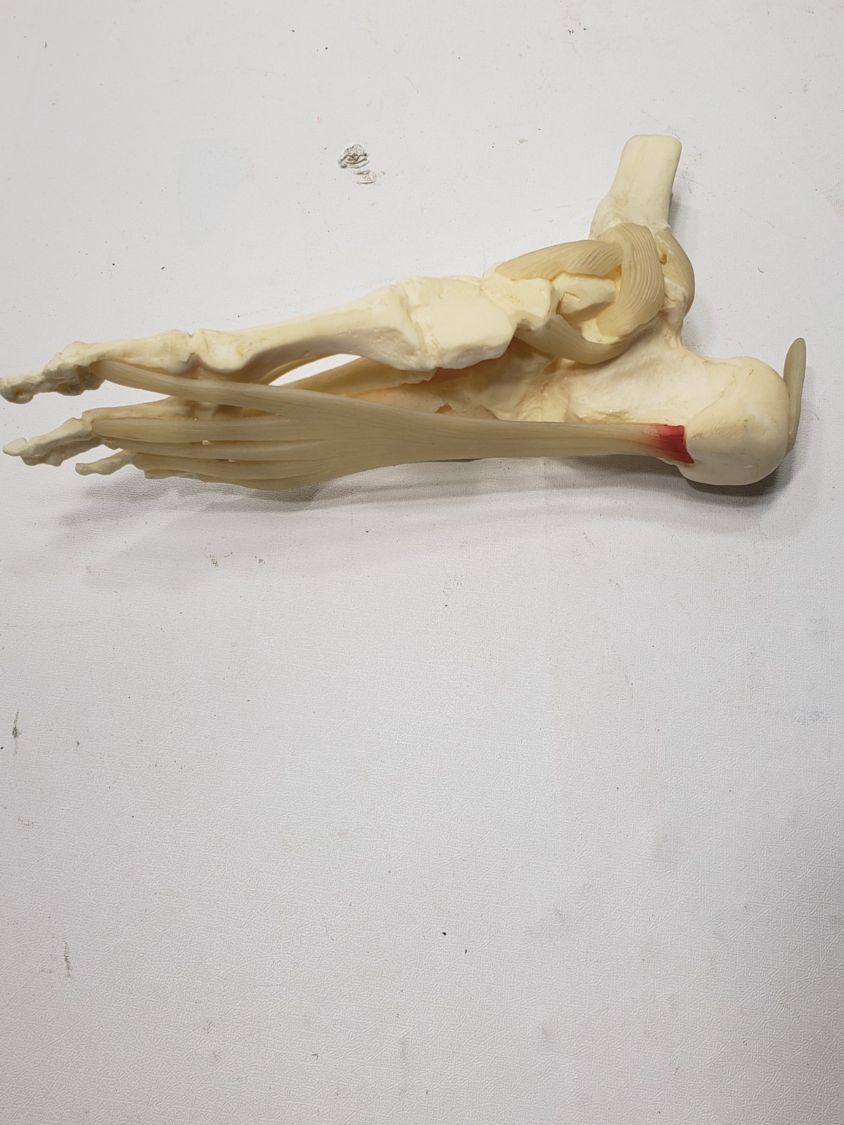 GPI Anatomical Right Foot Ankle Model Ligament Bone Anatomy Display Teaching Aid