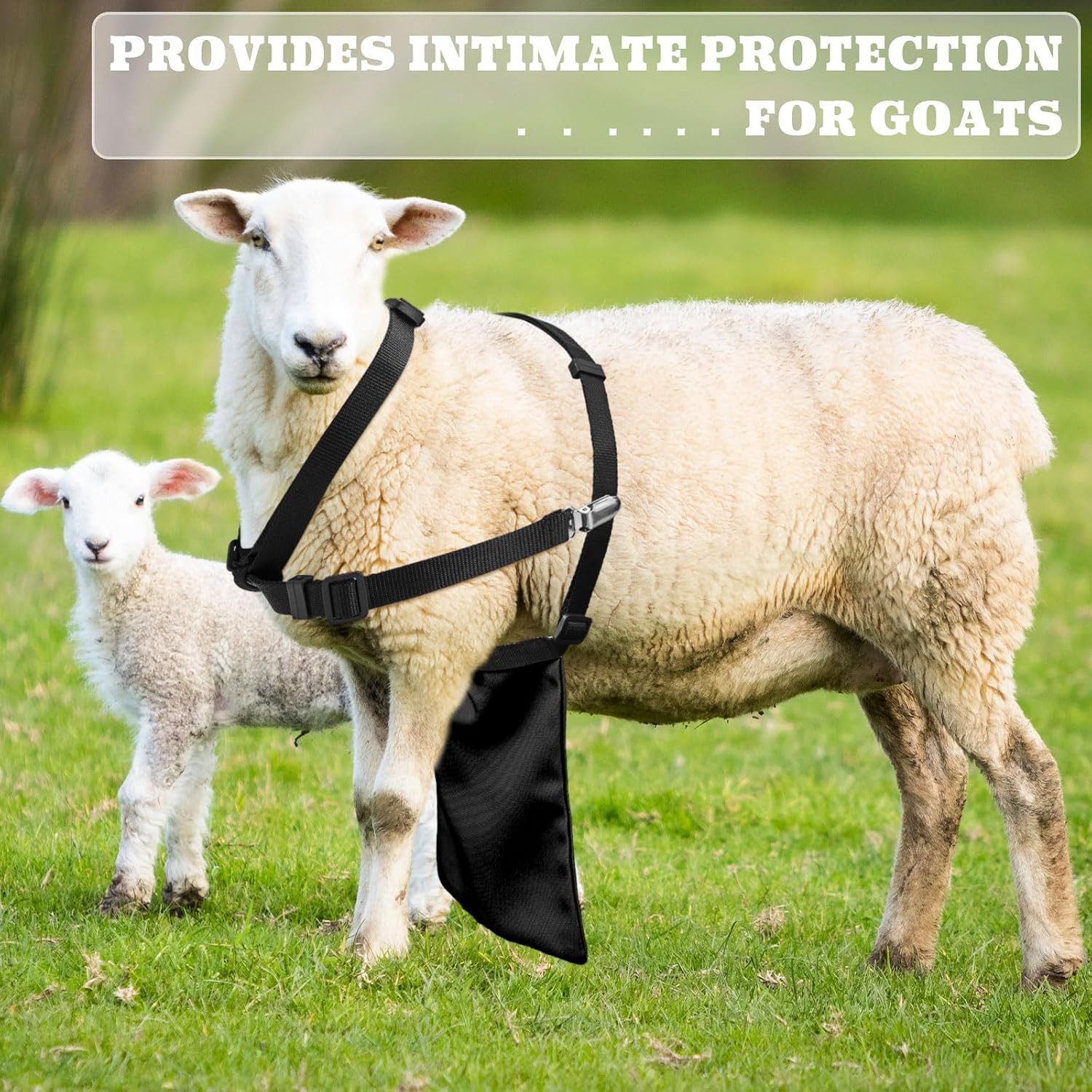 Goat Apron anti Breeding Sheep Skirt Control Buck anti Mating
