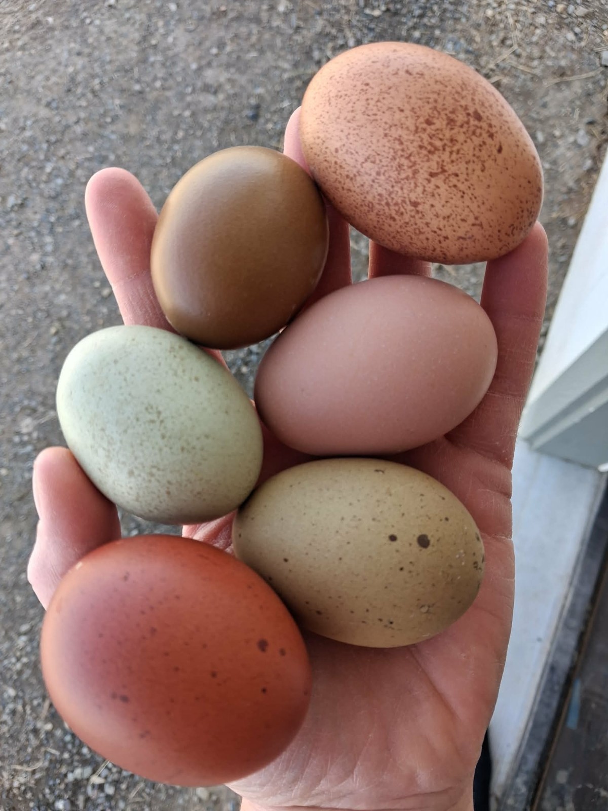 Fertilized Rainbow Hatching Eggs 12+++