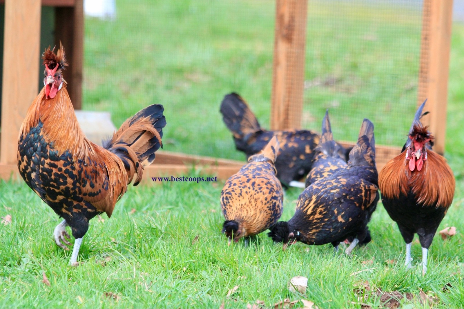 10+ Gold Appenzeller Chicken Hatching Eggs
