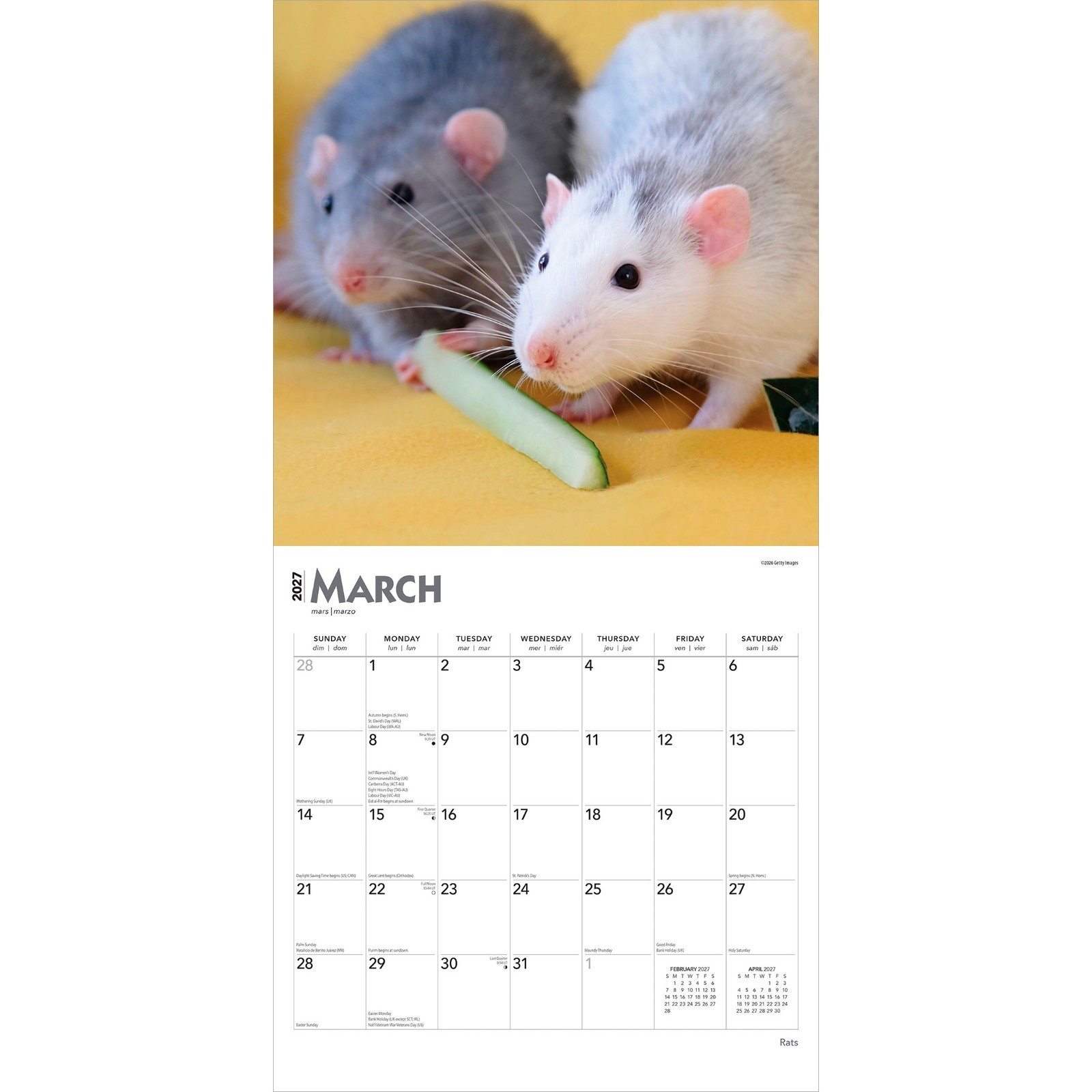 Rats | 2027 12×24″ (Hanging) Monthly Square Wall Calendar | Plastic-Free