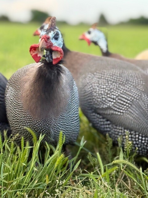 14 FRESH GUINEA BIRD FOWL HATCHING EGGS PINTO, PIED, CHOCLATE, PEARL & MANY MORE