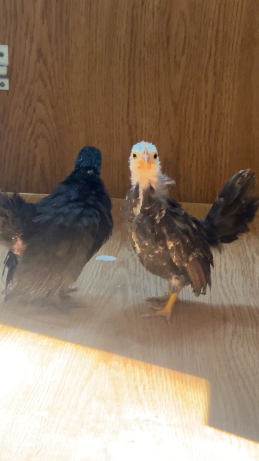 6 Purebred Serama Hatching Eggs | Fresh Fertile Mixed Colors