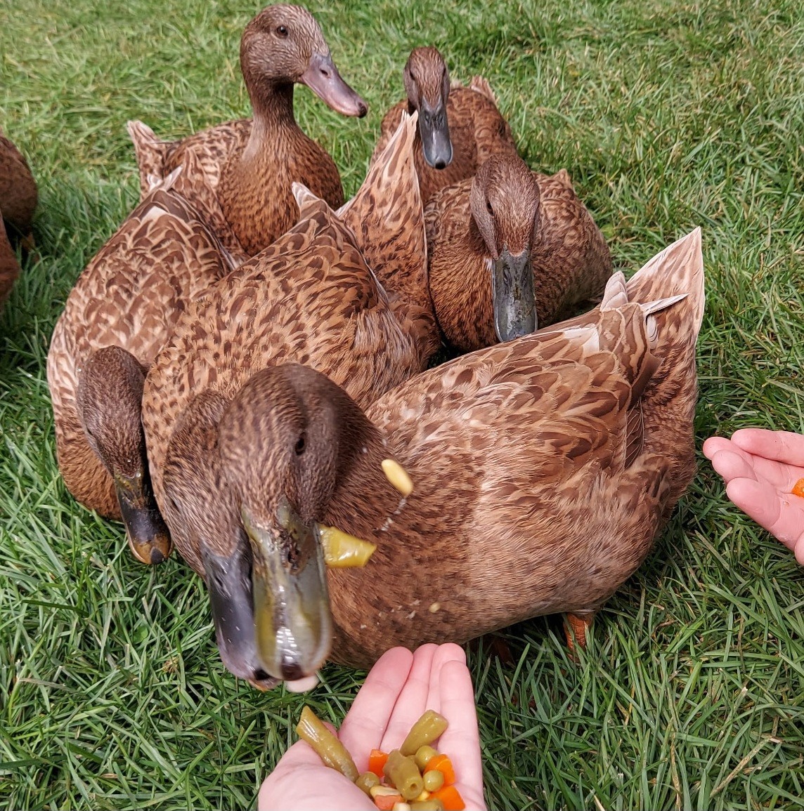 Purebred Khaki Campbell Duck Hatching Eggs – 12+ Fresh and Fertile