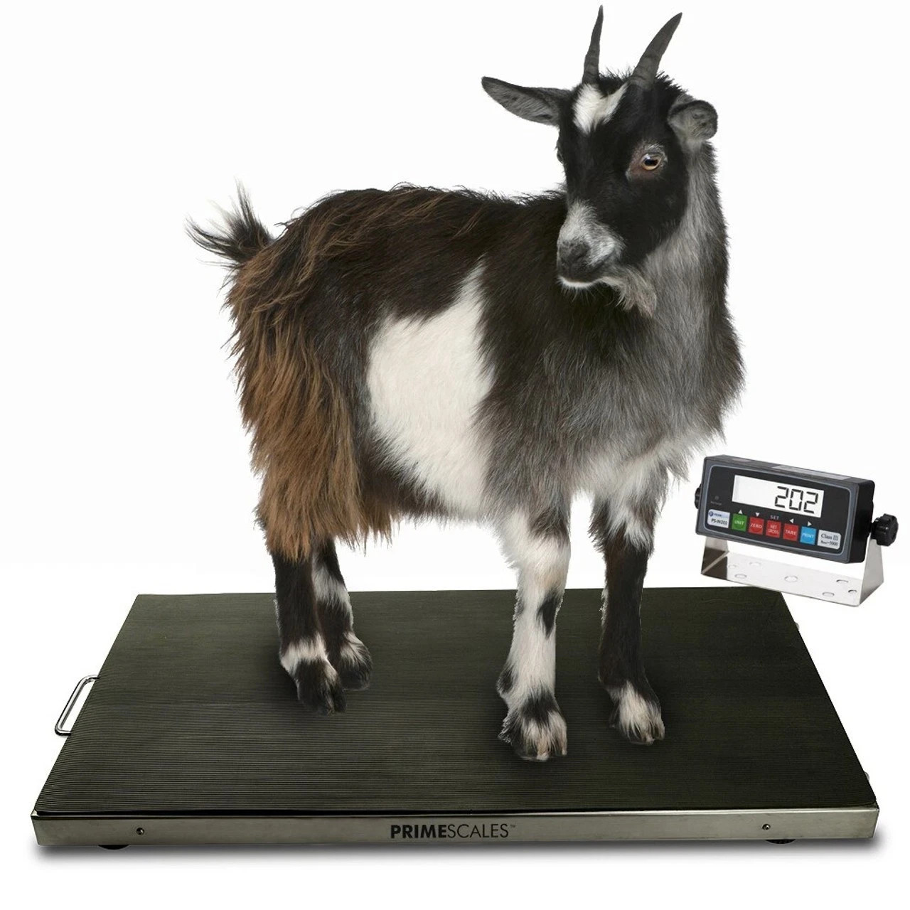 Livestock Scale 700 lb Digital Animal Scale 38×20