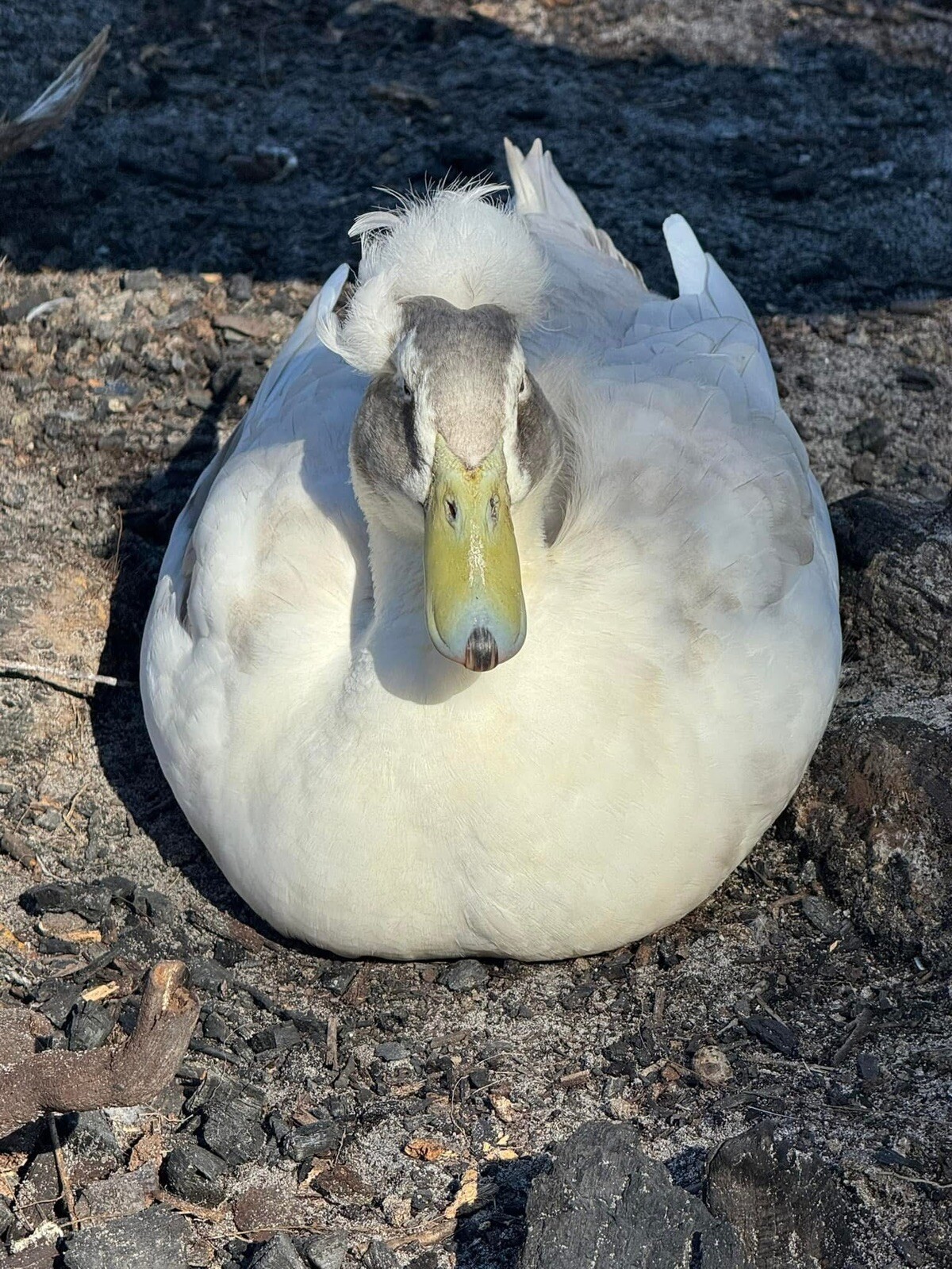 12+ Assorted Duck Fertile Hatching Eggs – Cayuga, Blue Sweddish, Acona, Magpie