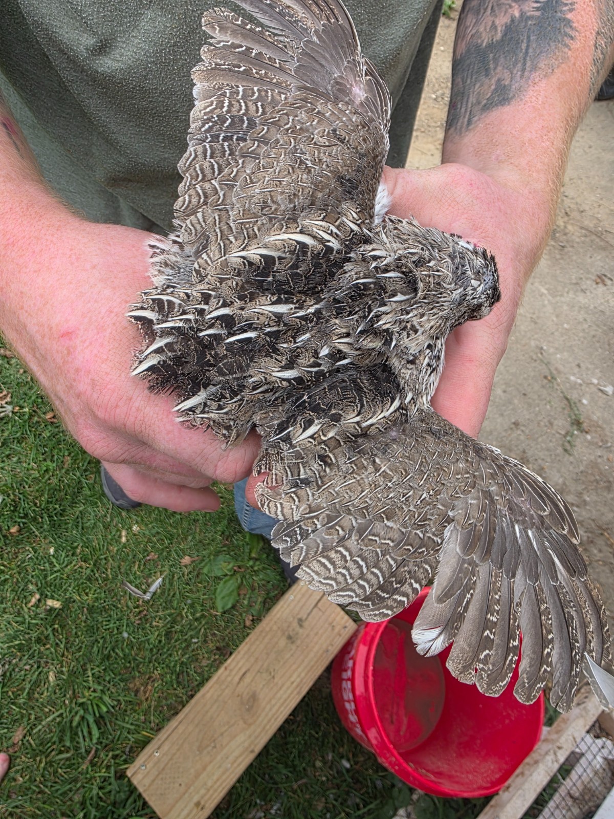 24 (2 dozen) quail hatching eggs coturnix mixed with jumbo all colors