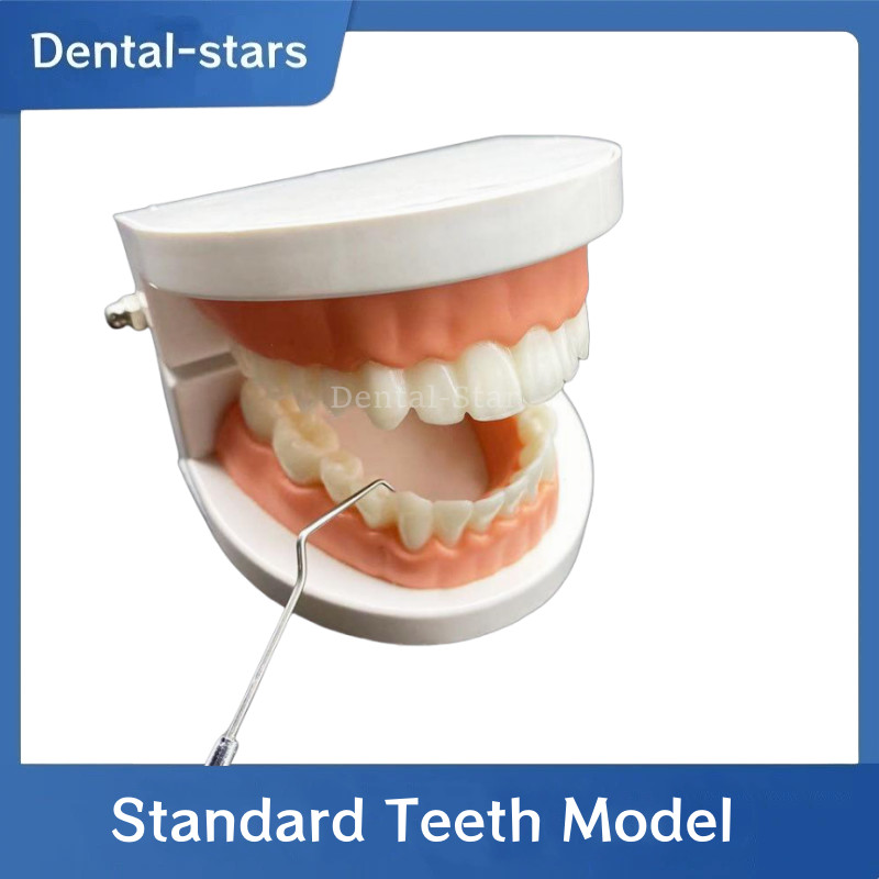Dental False Teeth Model Kid Child Teach Study Demonstration Adult Standard Mode