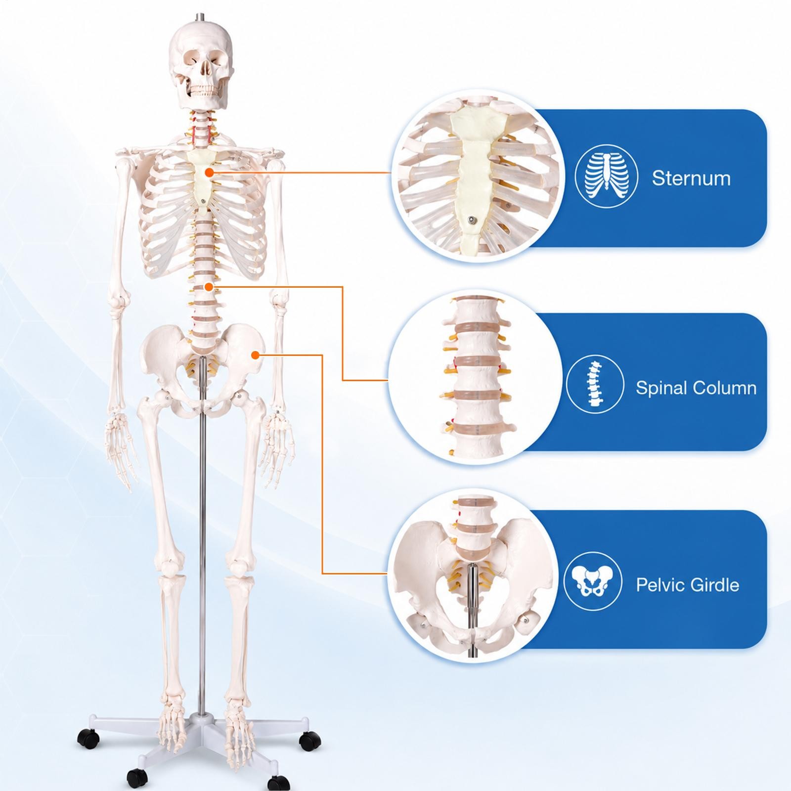 70″ Life-size Skeleton Model Human Anatomy Medical Students W/Rolling Stand