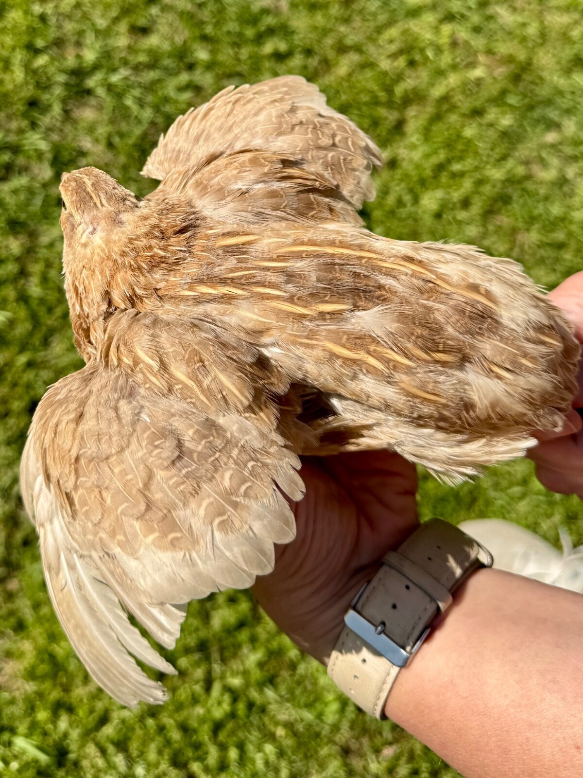15+ RARE COLORS Coturnix Quail Hatching Eggs NPIP AI Free