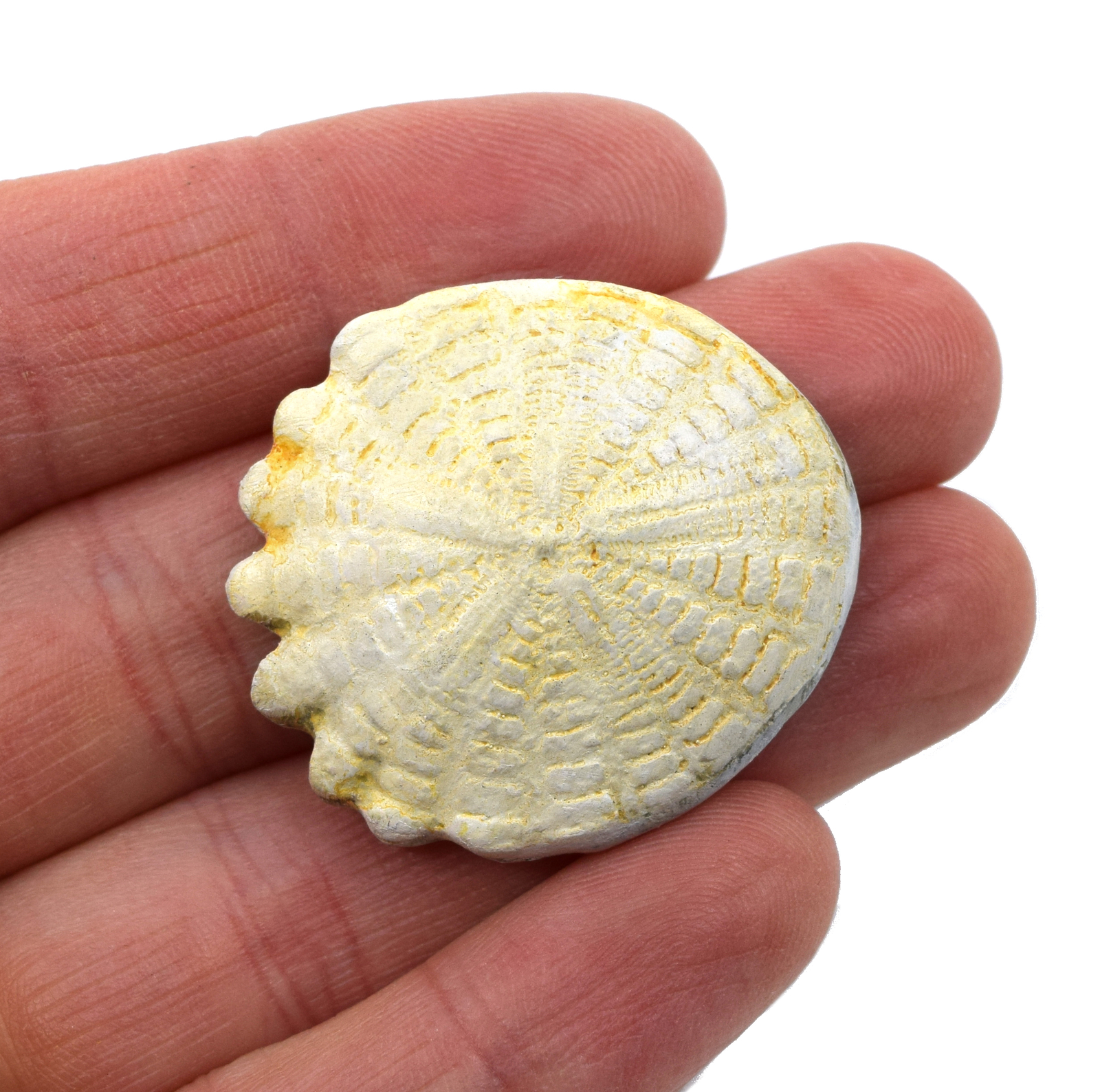 Hardouinia Fossil Replica, 4cm – Mesozoic Echinoderm Model – Eisco Labs