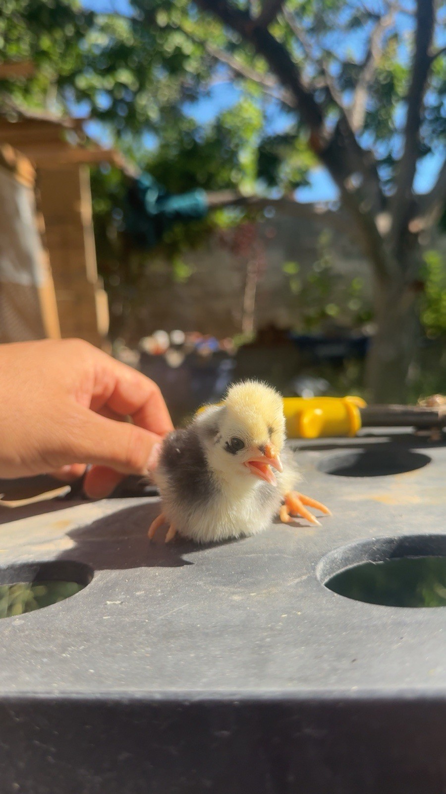 12+ FERTILE CHICKEN PUREBRED POLISH HATCHING EGGS QUICK SHIP USPS PRIORITY MAIL