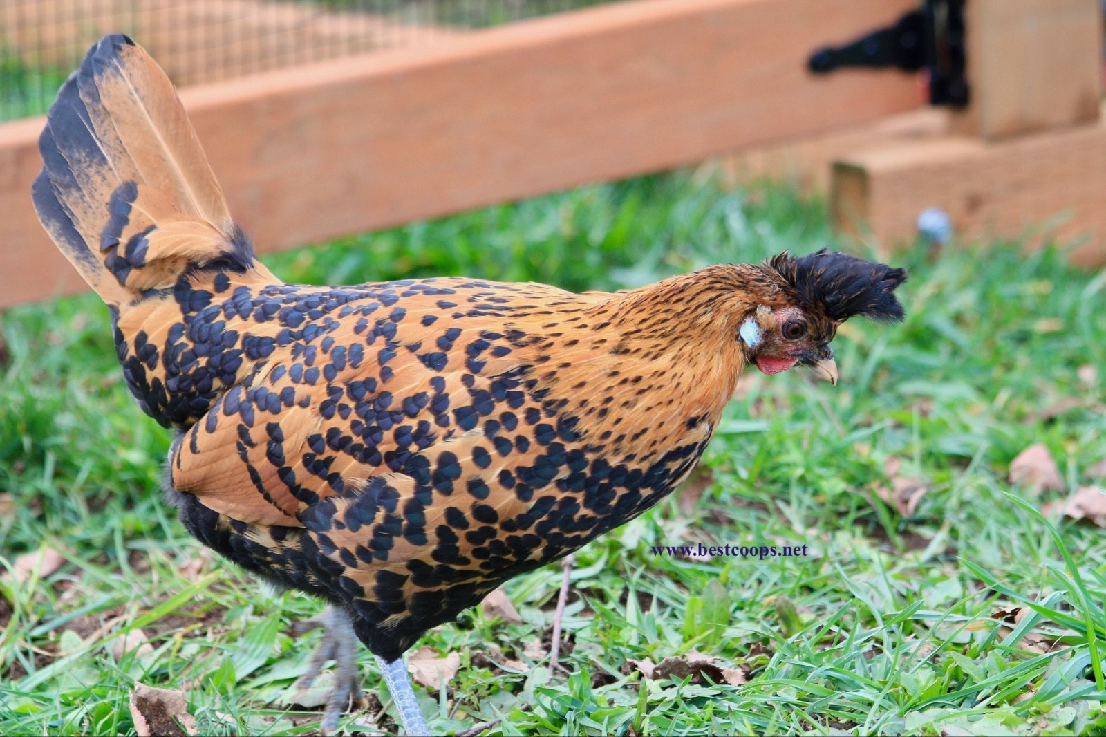 10+ Gold Appenzeller Chicken Hatching Eggs
