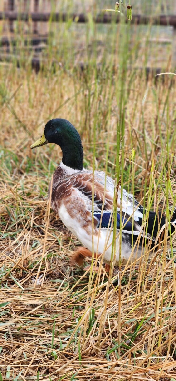 12+ Assorted Duck Fertile Hatching Eggs – Cayuga, Blue Sweddish, Acona, Magpie
