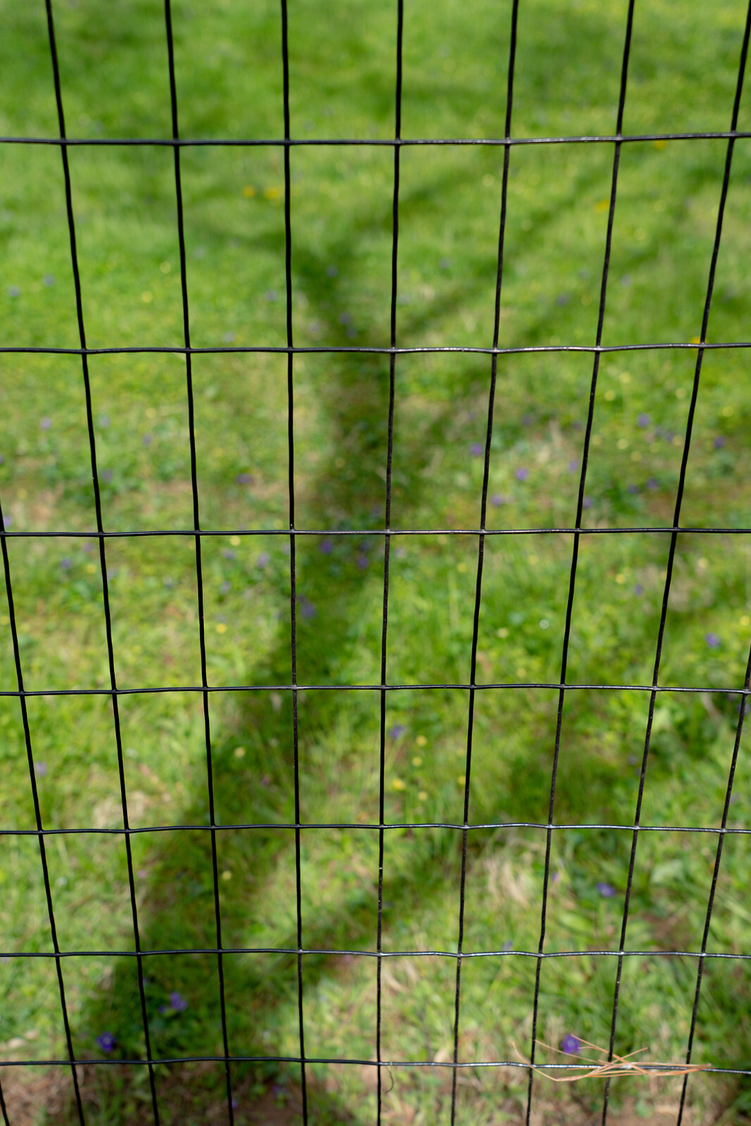 4’x100′ 12.5ga Galv Steel Black PVC Coated Welded Wire 2»x4» – Animal Fencing