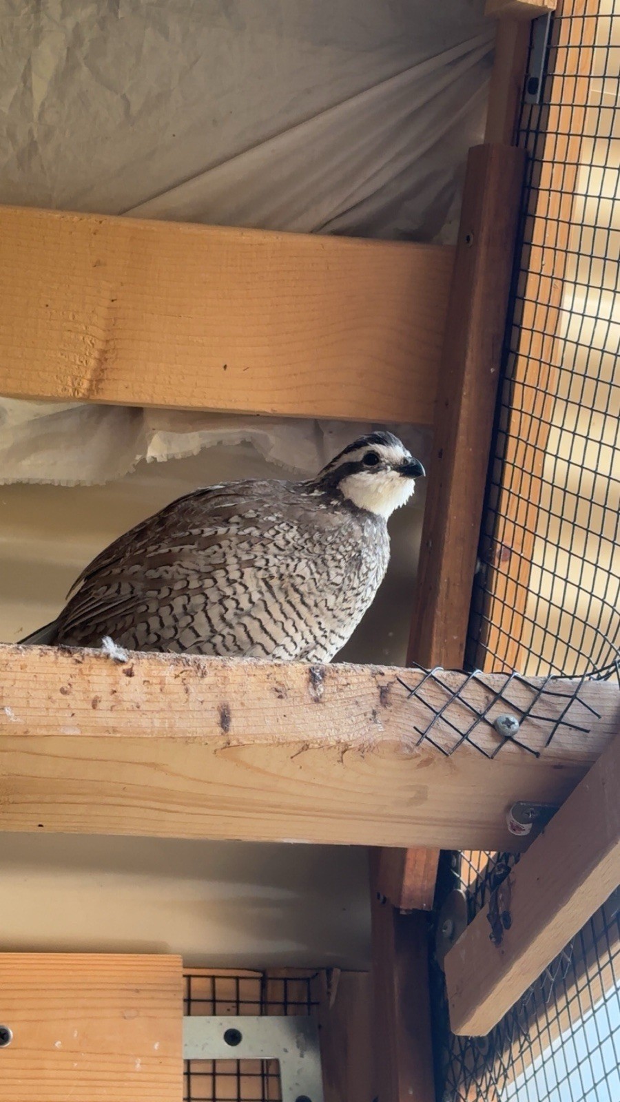 24+ Mixed Bobwhite Hatching Eggs