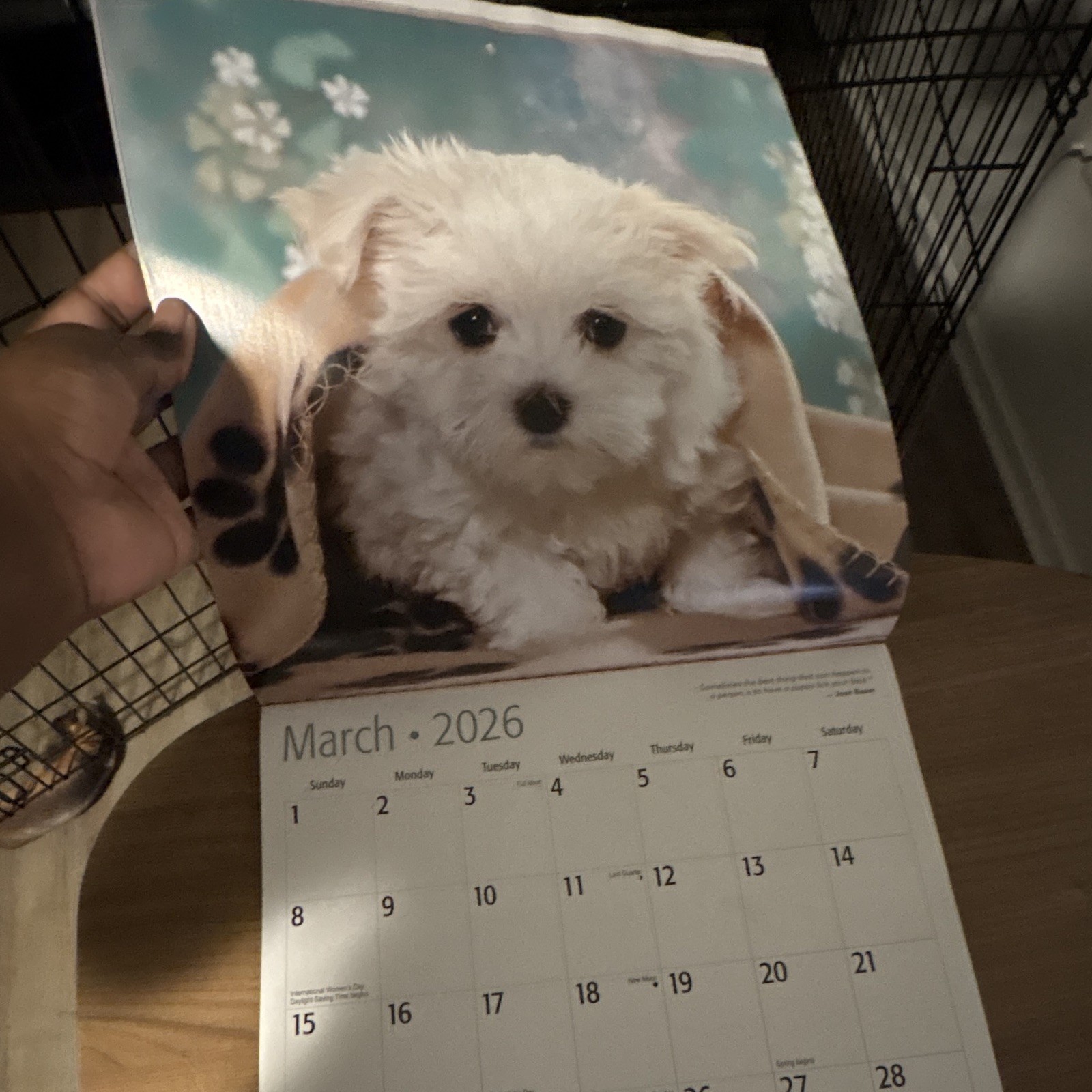 Red Ember Maltese Puppies Wall Calendar 2026 12-Month Calendar