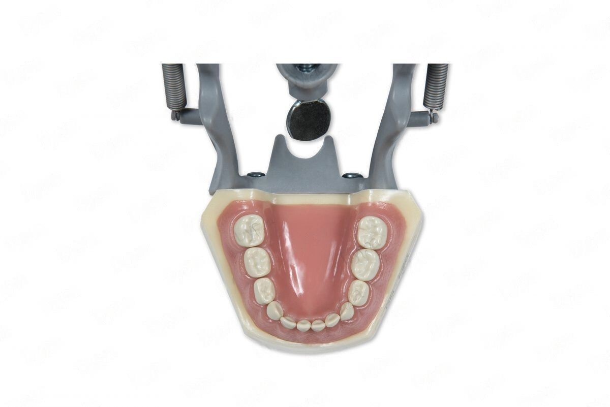 DENTAL PEDIATRIC TYPODONT 760 MODEL COMPATIBLE WITH COLUMBIA BRAND TEETH