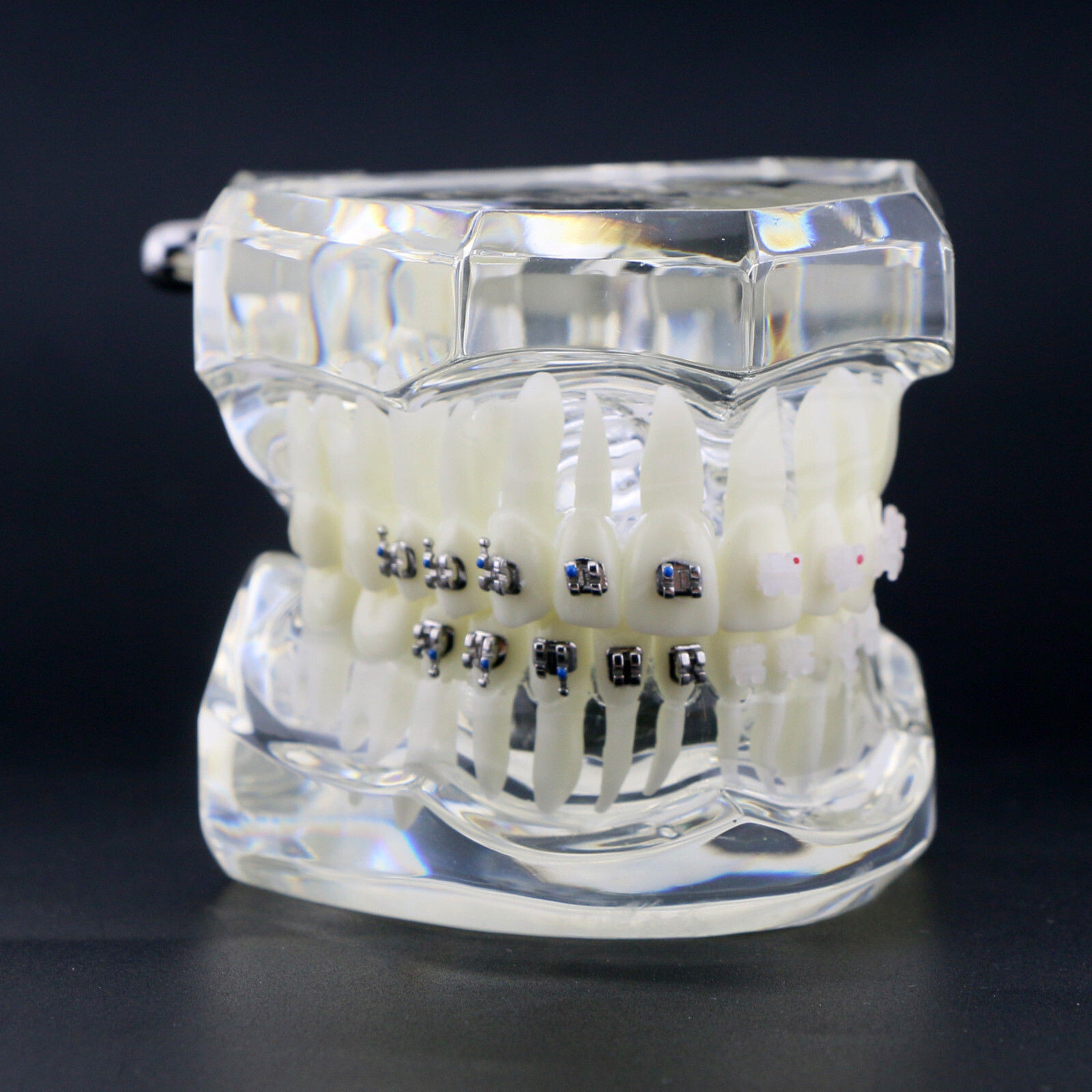 Dental High Quality Material Transparent 3003 Teeth Models With Metal Ceramic
