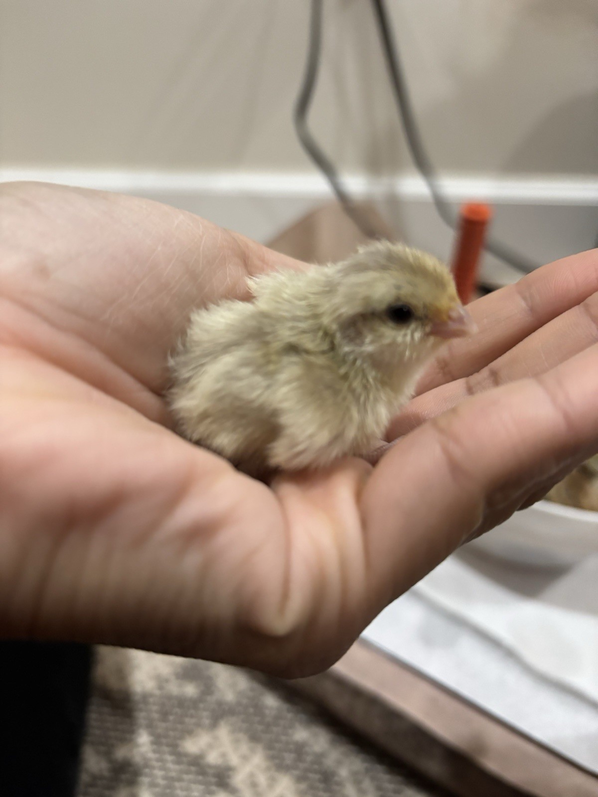 24+ Mixed Bobwhite Hatching Eggs