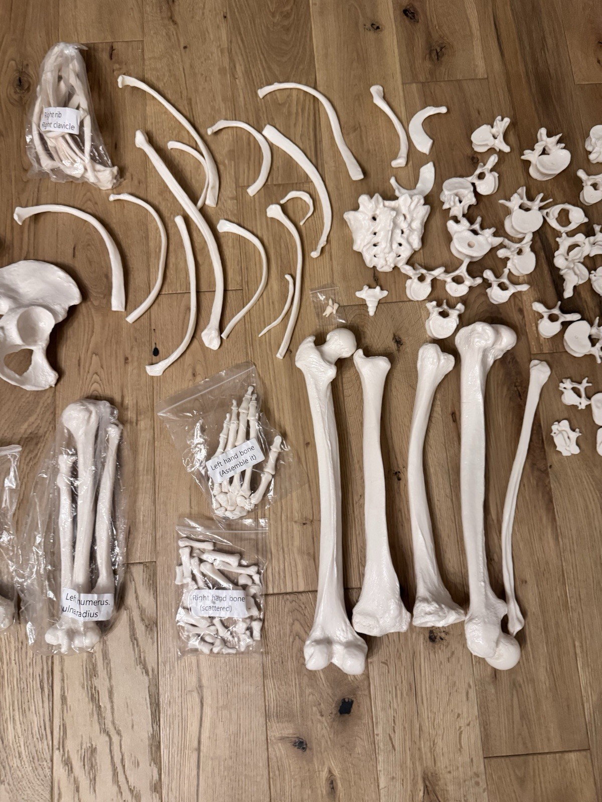 Life Size Human Anatomical Skeleton Bone Set Medical Teaching Model No Skull