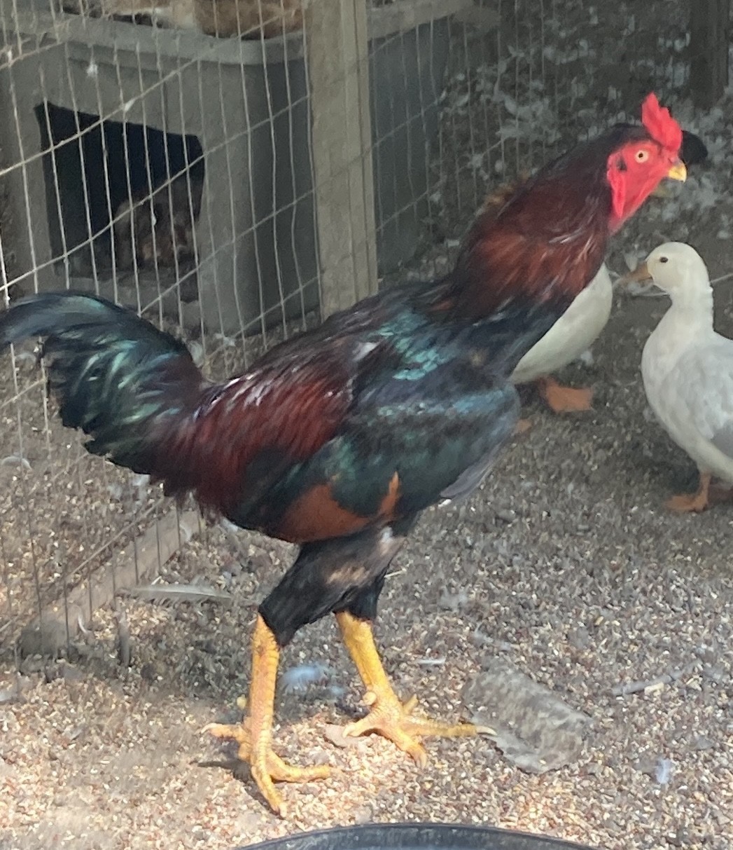 7 FRESH Indio Gigante Hatching Eggs shipped either USPS or 2 Day FedEx