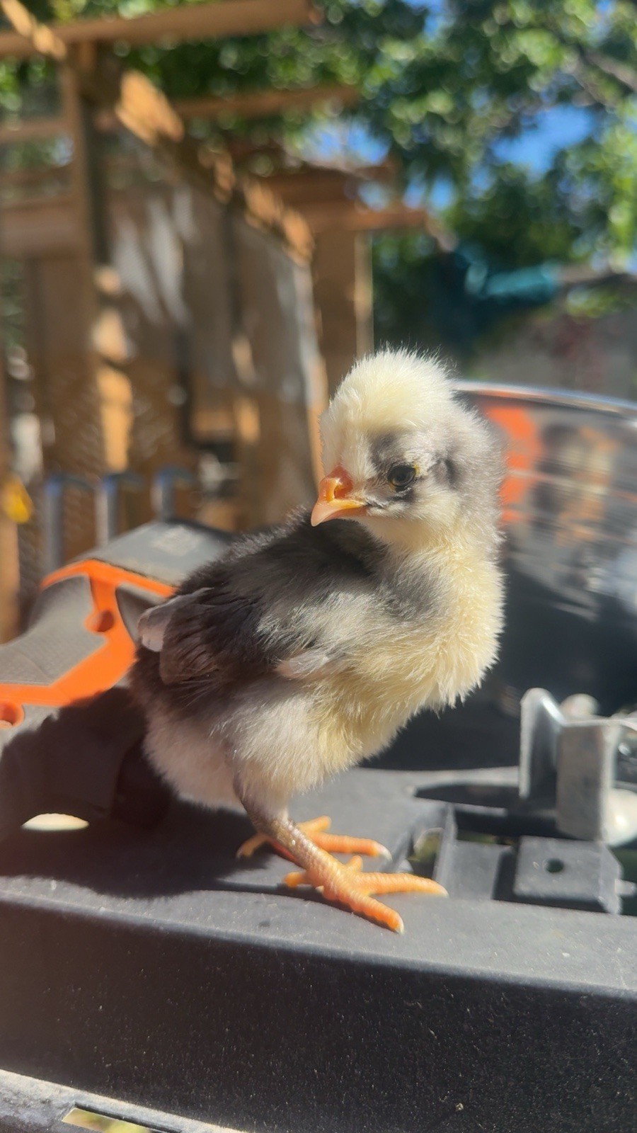 12+ FERTILE CHICKEN PUREBRED POLISH HATCHING EGGS QUICK SHIP USPS PRIORITY MAIL