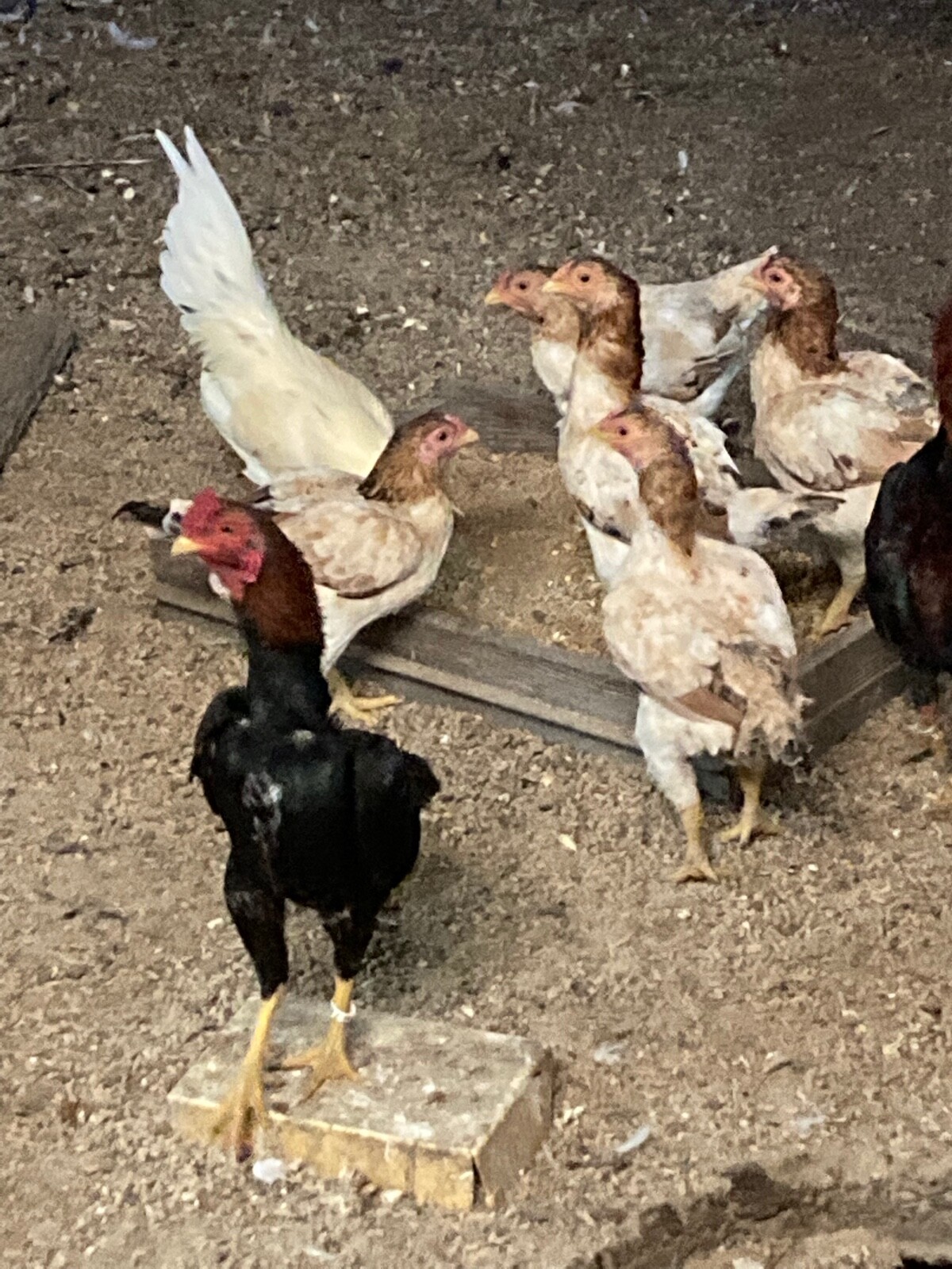 7 KO SHAMO BANTAM EGGS VERY FRESH SUPERB QUALITY these will Ship 2 day FedEx
