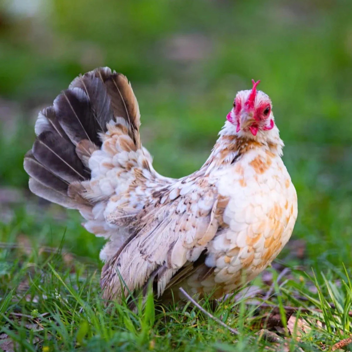 6+ Rare Breed Chicken Fertile Hatching Eggs Silkies, Cochins, Ayem Cemani!
