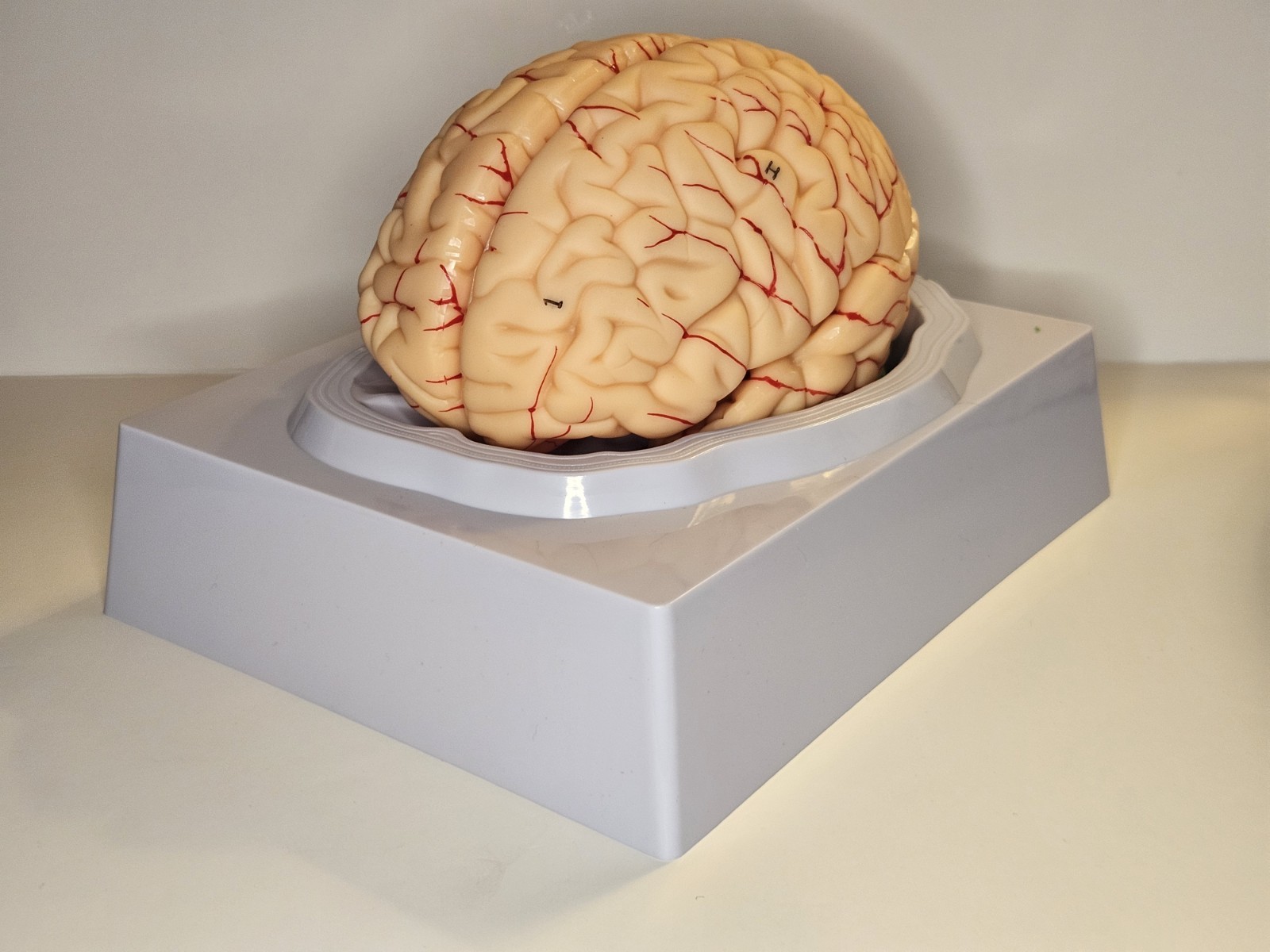 Human Brain Model Anatomical Anatomy Medical Teaching Education Study Science