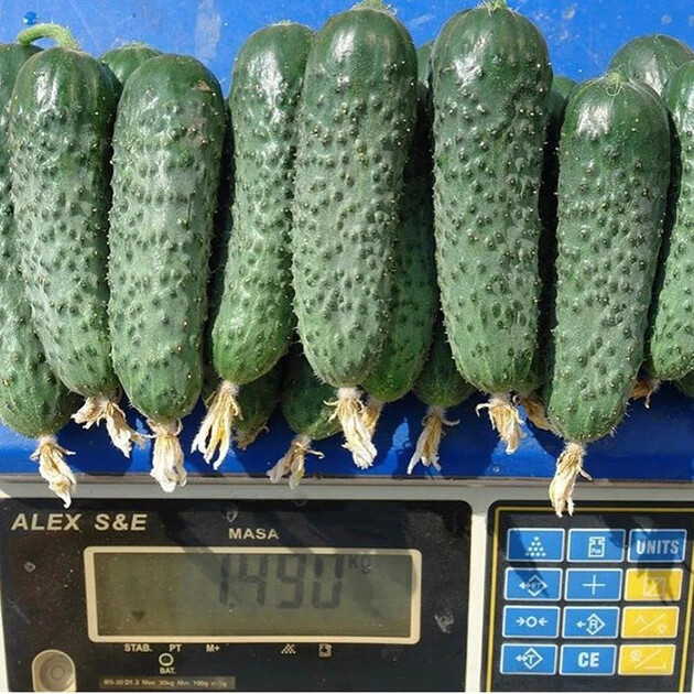 100 Cucumber Seeds SV 4097 F1 Seminis Monsanto Netherlands gherkin семена огурец