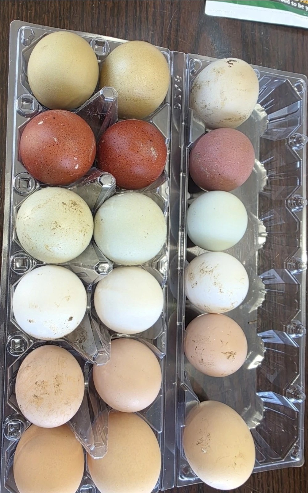 Rainbow hatching eggs! Chicken variety. 12+4 shipping included!