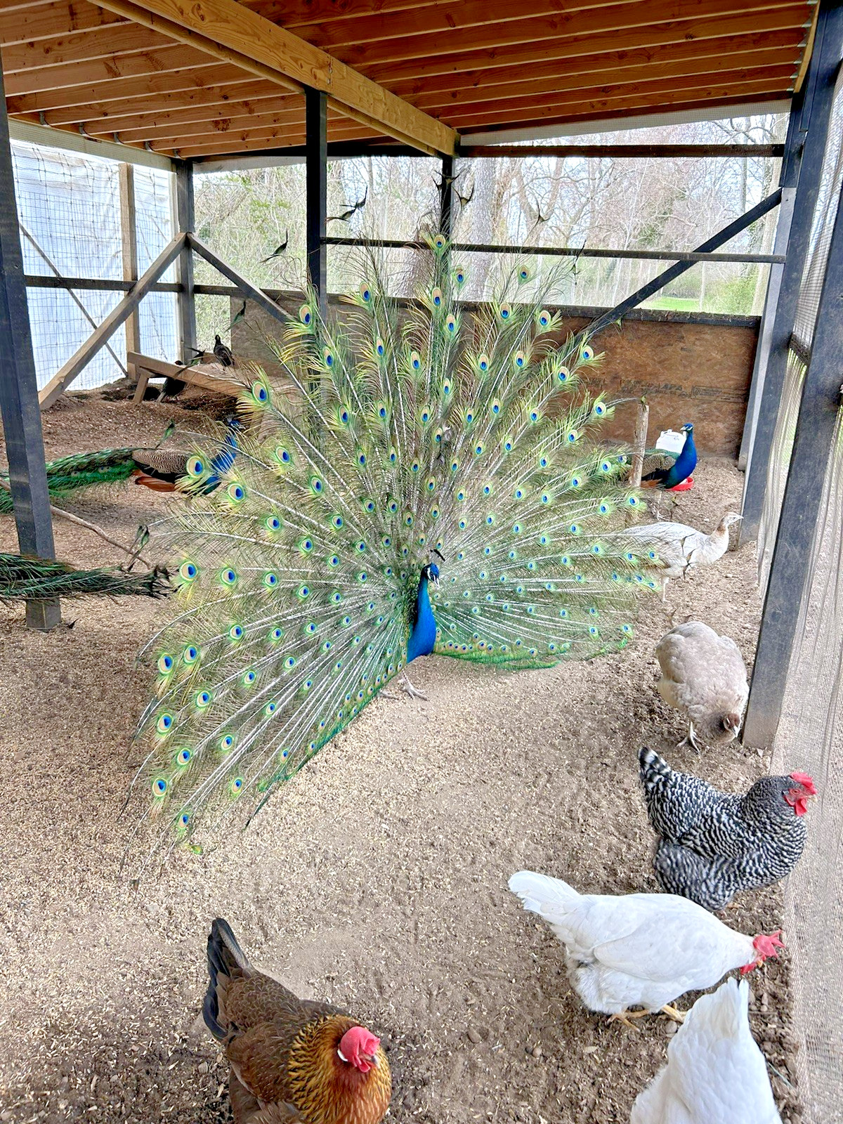 PRE SALE 4 Mixed PEACOCK Hatching Eggs, Ready to Ship IN 7-14 DAYS
