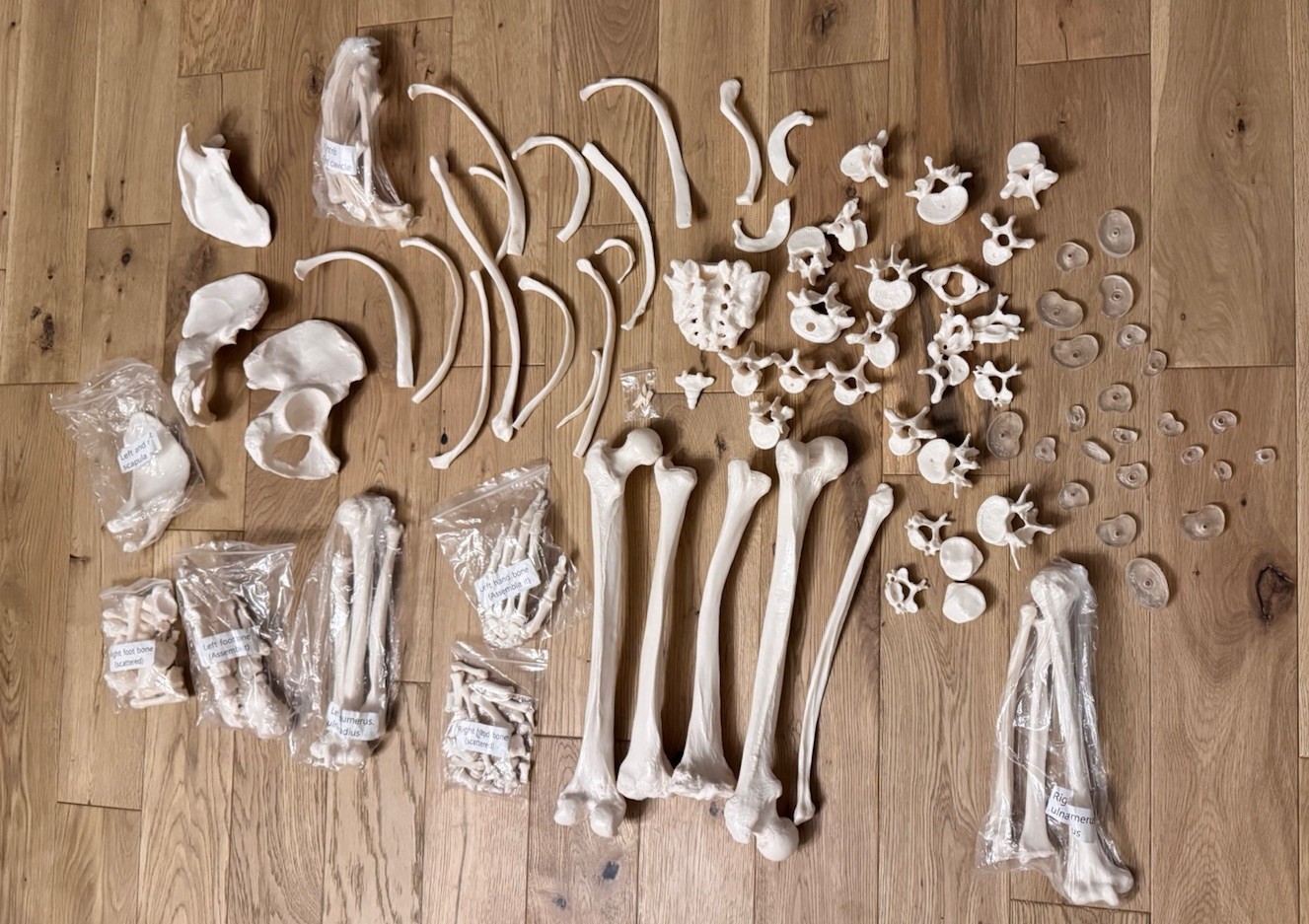 Life Size Human Anatomical Skeleton Bone Set Medical Teaching Model No Skull