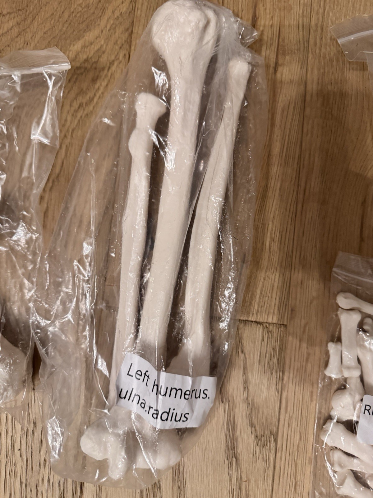 Life Size Human Anatomical Skeleton Bone Set Medical Teaching Model No Skull