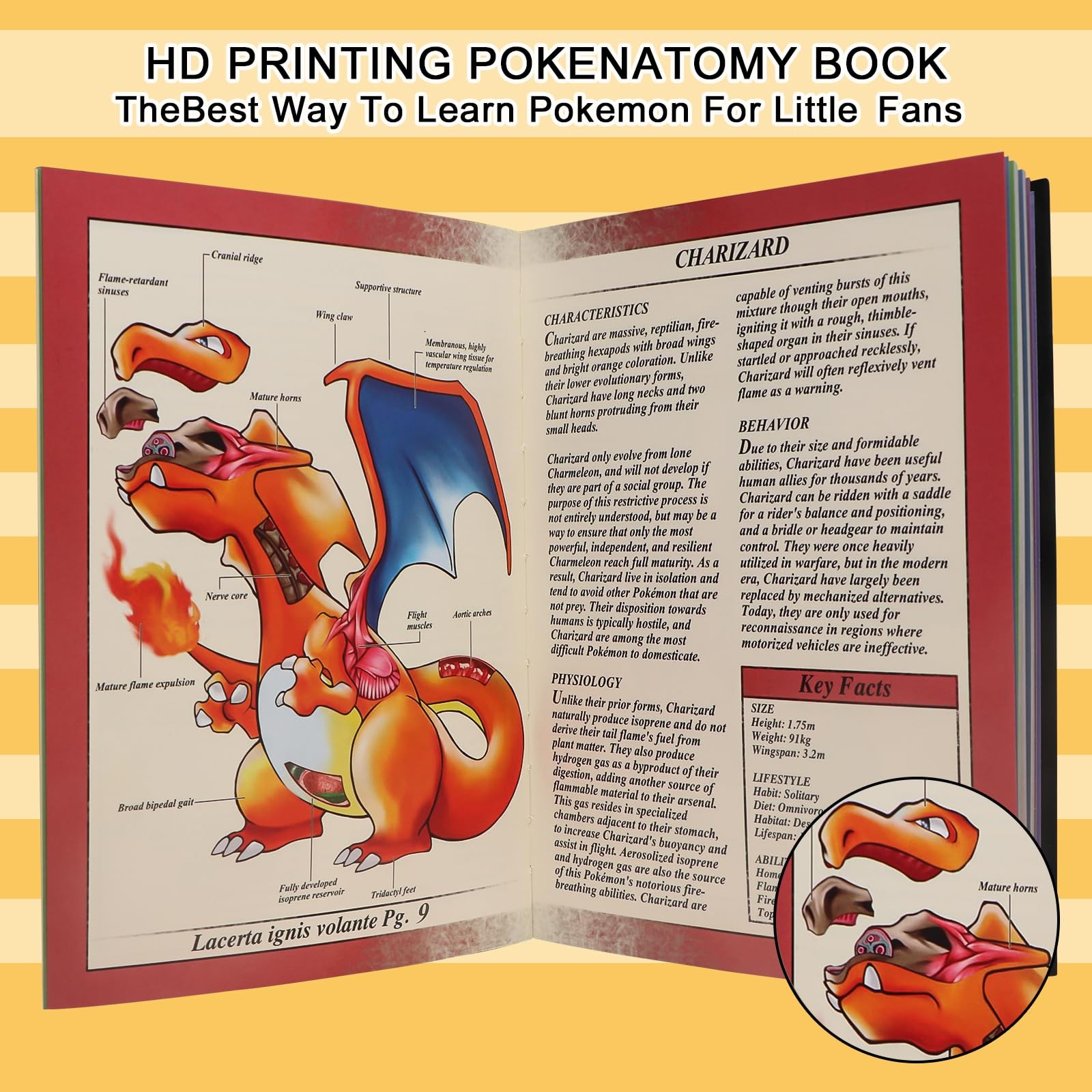 Pokenatomy Envelopes Binder Christmas Birthday Gifts Fans Kids Adults