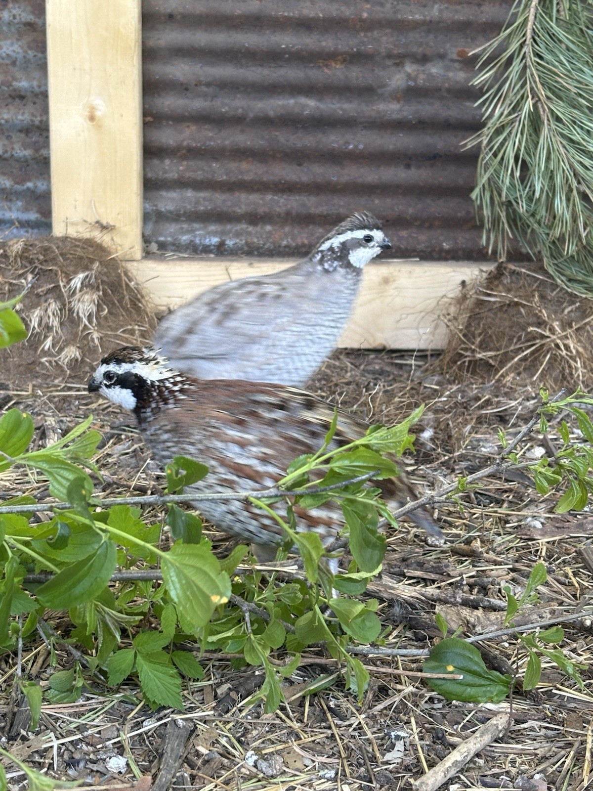 24+ Mixed Bobwhite Hatching Eggs