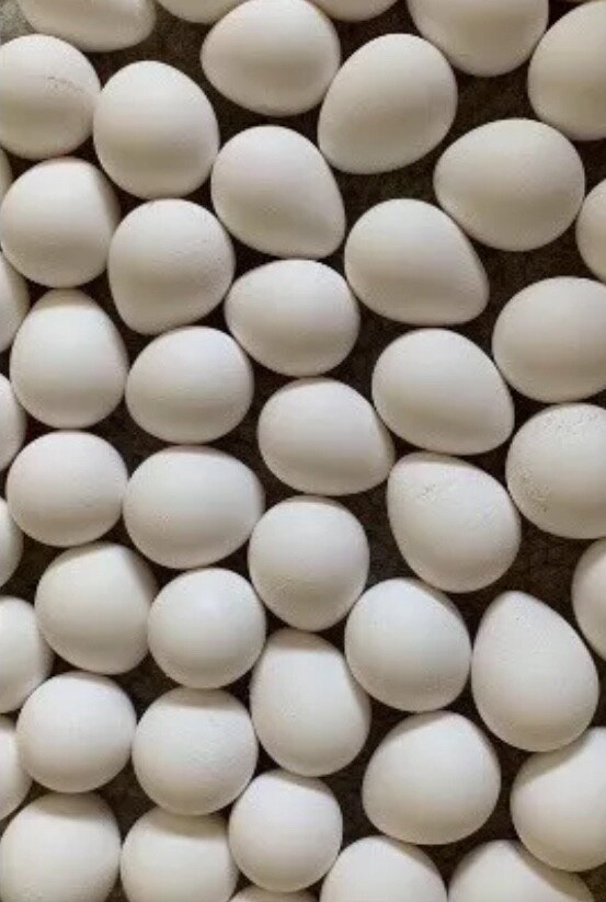 15+ Gun Dog Bob White Quail Hatching Eggs NPIP AI Free