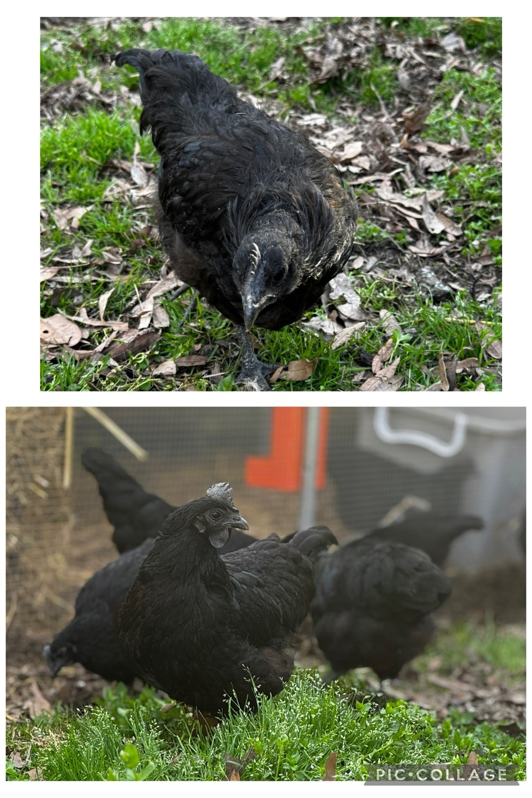 6+ Ayam Cemani Fertile Hatching Eggs Pure Breed All Black Chicken