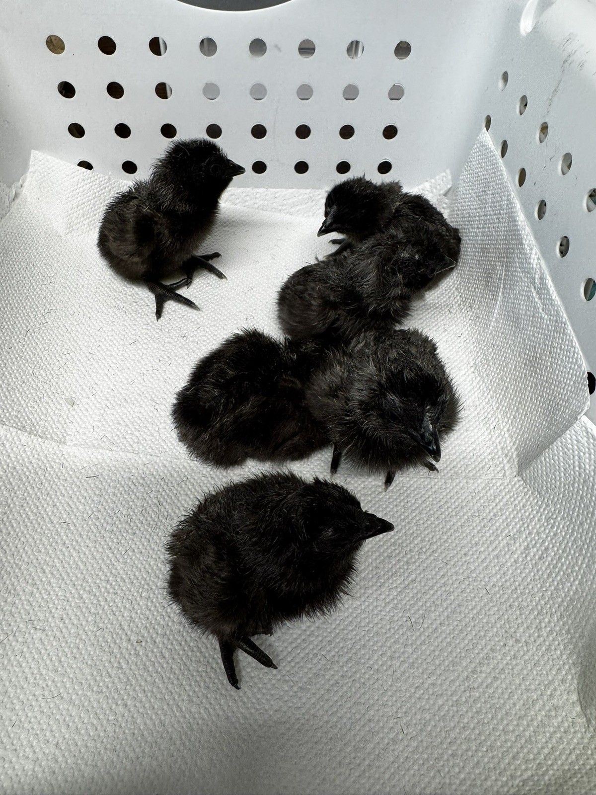 6+ Ayam Cemani Fertile Hatching Eggs Pure Breed All Black Chicken