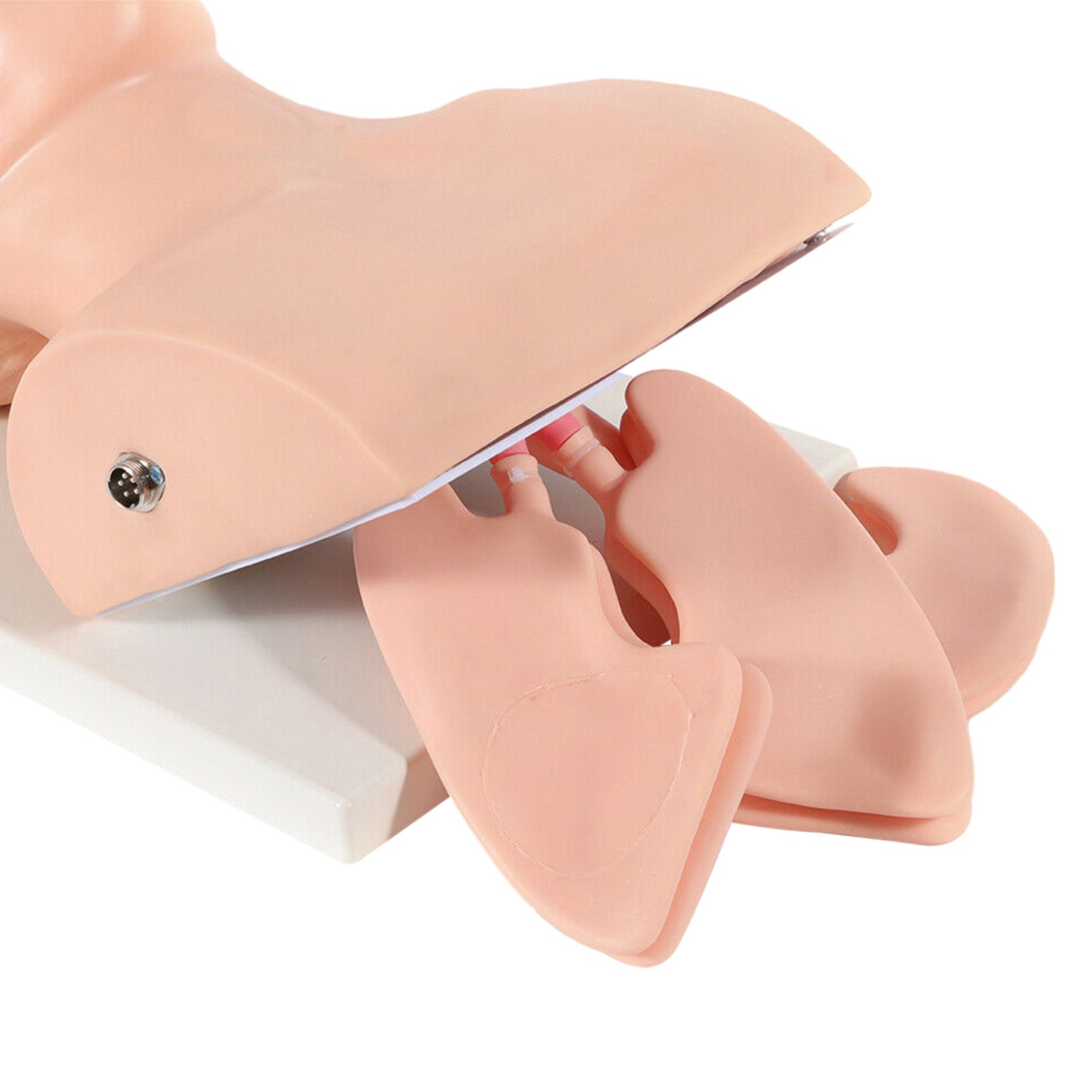 Airway Management Trainer Study Adult Oral Intubation Manikin Teaching Model NEW