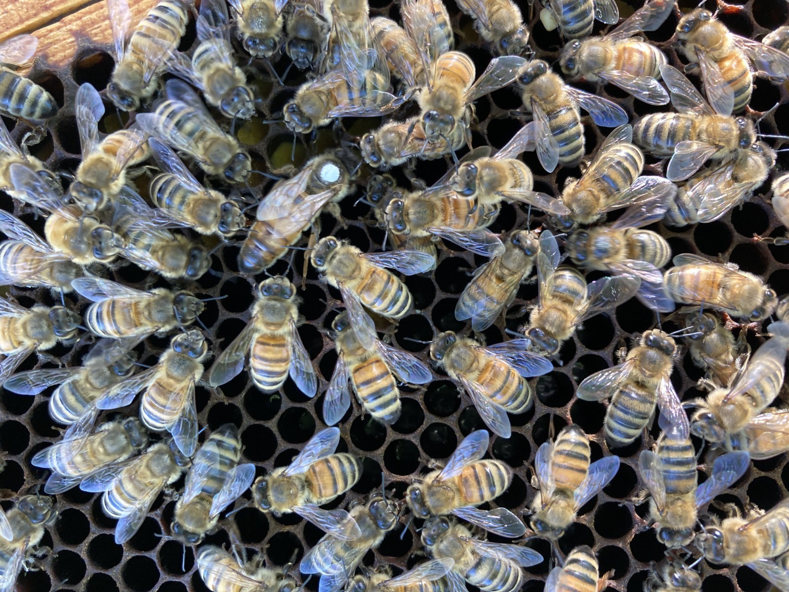 Live Caucasian Honey Bee Queen 50% * Mated, Marked & Laying * Ships 7-6-2026