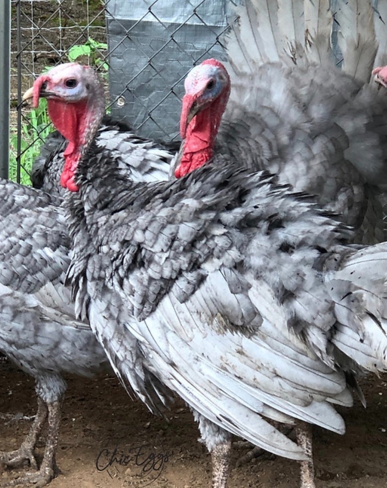 5+ Blue/Black/Splash Slate Turkey Hatching Eggs raised w/CERTIFIED ORGANIC feed