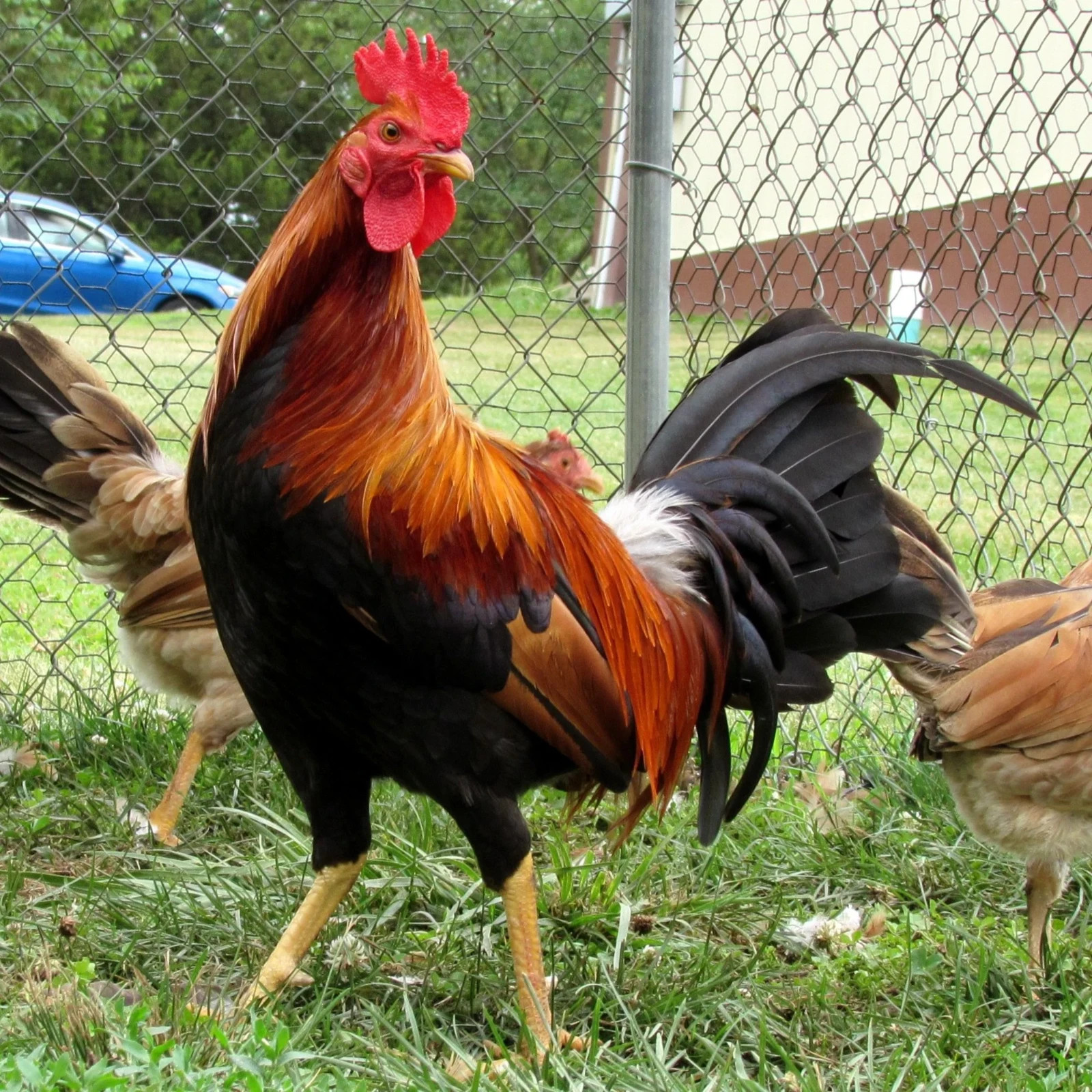 7pk Radio Hatching Eggs from Pinnon Hatch Farms