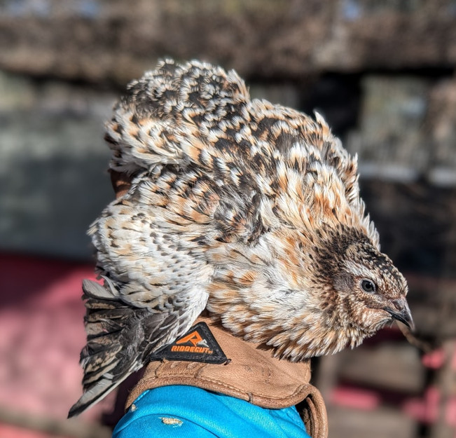 150+ extras Coturnix Quail Hatching Eggs NPIP Flock – UPS Shipping