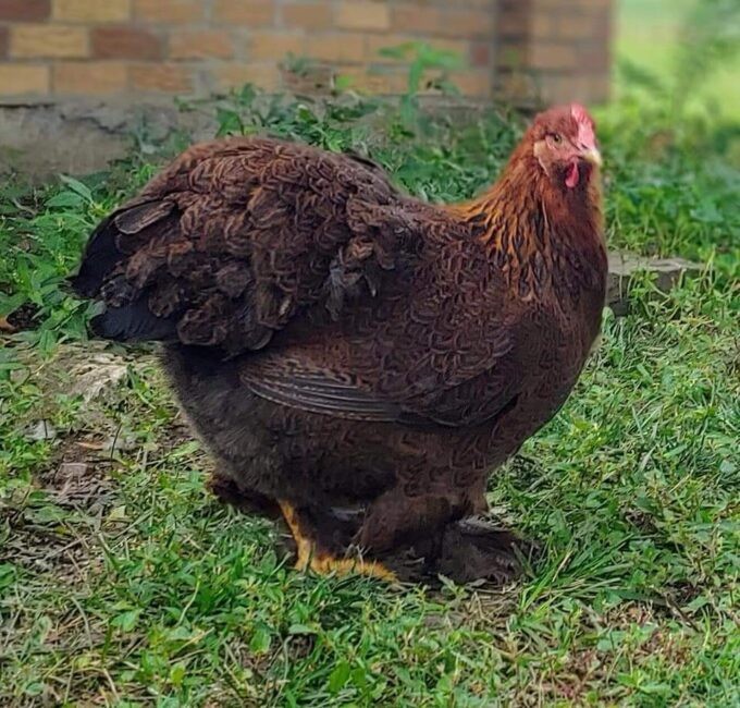 6+ Rare Breed Chicken Fertile Hatching Eggs Silkies, Cochins, Ayem Cemani!