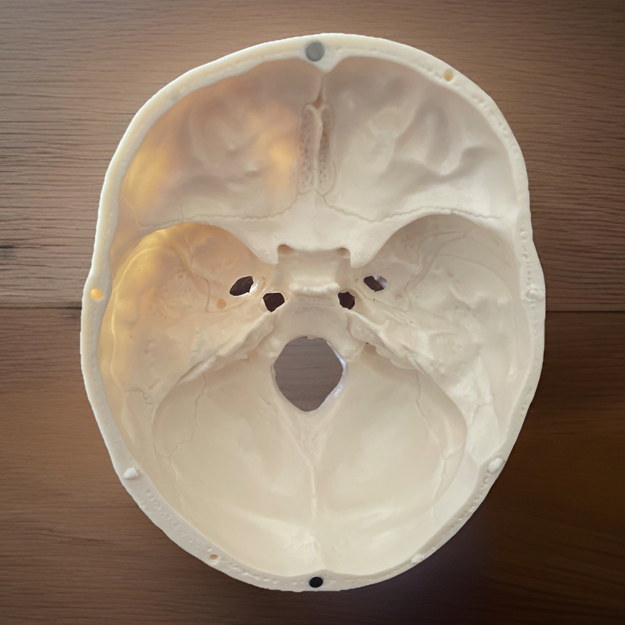 Life Size Human Skull Model 3-Part Magnetic Anatomy Teaching Replica